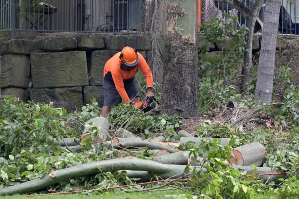 Best Tree and Shrub Care  in USA